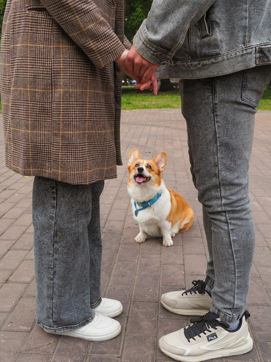 Happy Senior Dog Walking with Owner