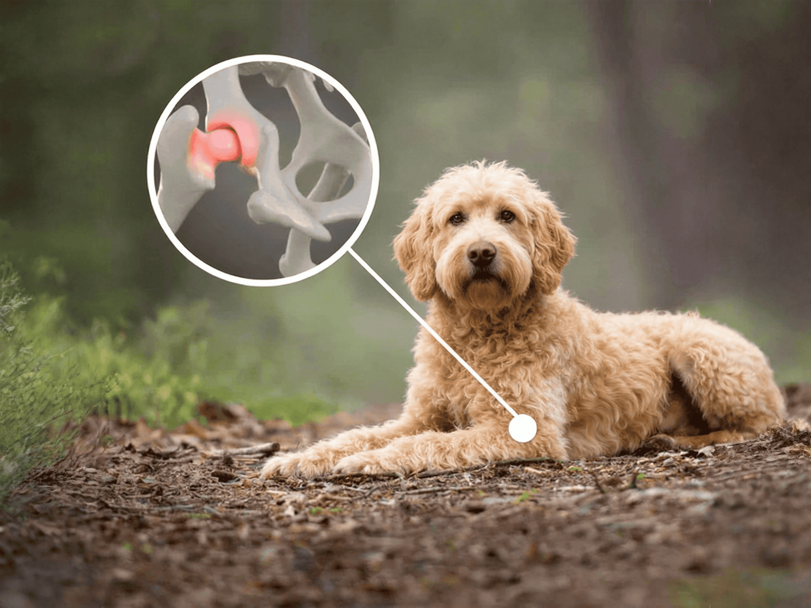 Dog resting outdoors with a hip pain callout